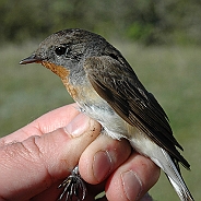 Red-breasted Flycatcher